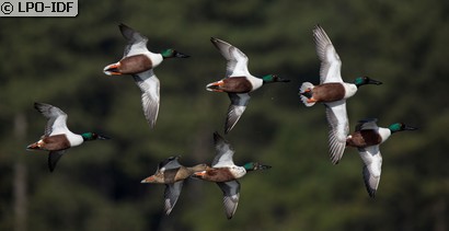 Canard souchet