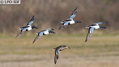 Canard souchet