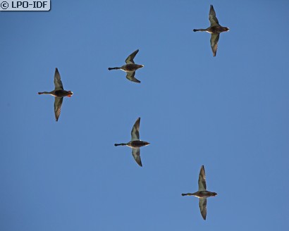 Canard souchet
