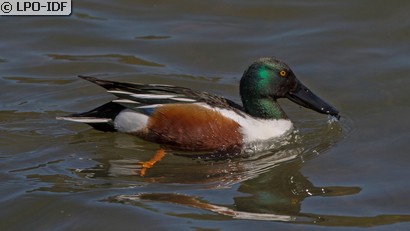 Canard souchet