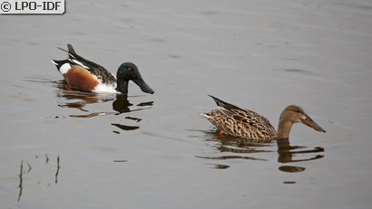 Canard souchet