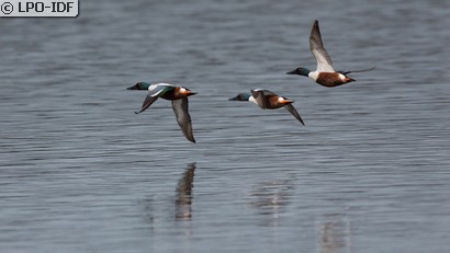 Canard souchet