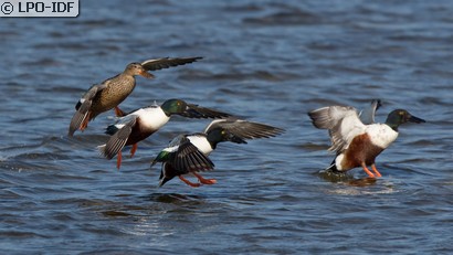 Canard souchet