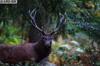 Cerf élaphe