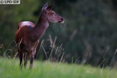 Cerf élaphe