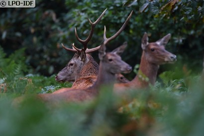 Cerf élaphe