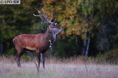 Cerf élaphe