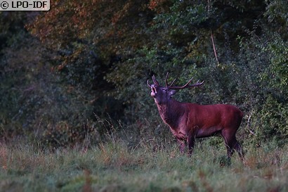 Cerf élaphe