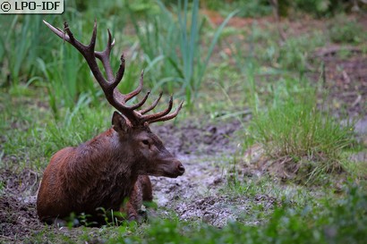 Cerf élaphe