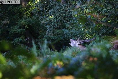 Cerf élaphe