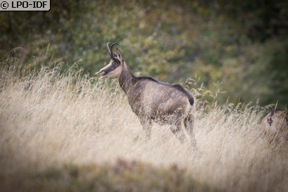 Chamois