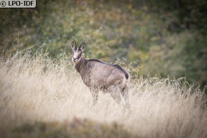 Chamois