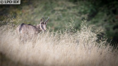 Chamois