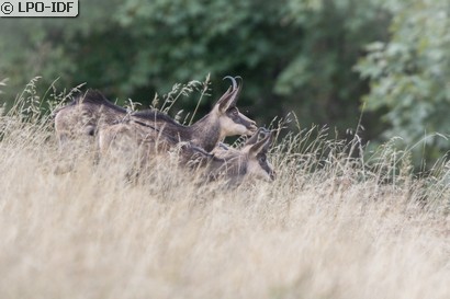 Chamois