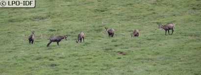 Chamois