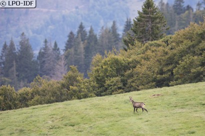 Chamois