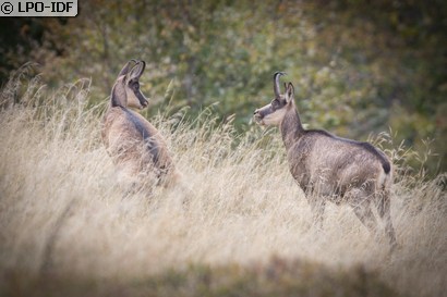 Chamois
