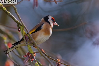 Chardonneret élégant