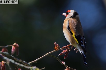 Chardonneret élégant