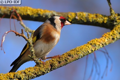 Chardonneret élégant