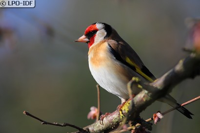 Chardonneret élégant