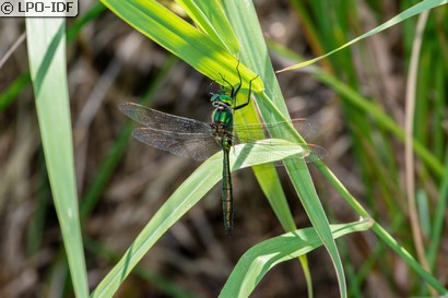 Cordulie métallique