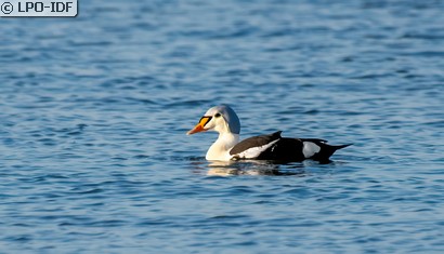 Eider à tête grise