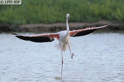 Flamant rose