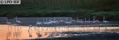 Flamant rose