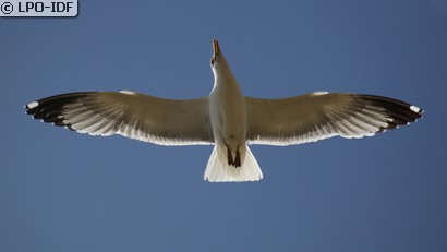 Goéland argenté