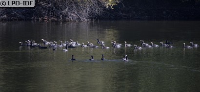 Grand Cormoran