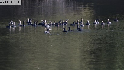 Grand Cormoran