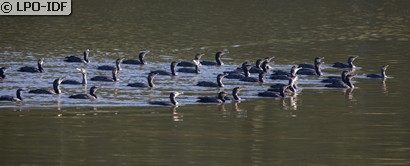 Grand Cormoran