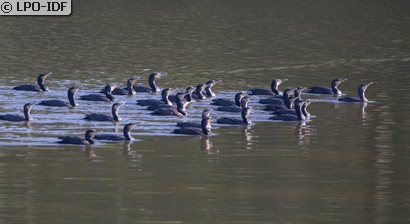 Grand Cormoran