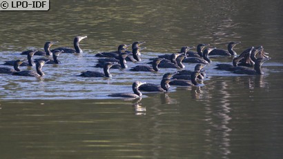 Grand Cormoran