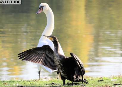 Grand Cormoran