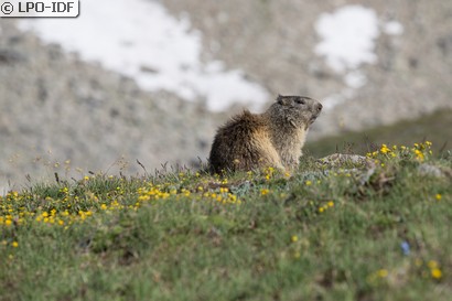 Marmotte