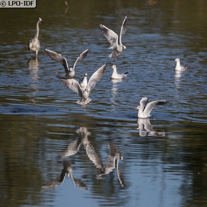 Mouette rieuse
