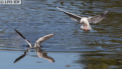 Mouette rieuse