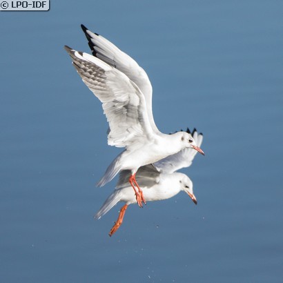 Mouette rieuse