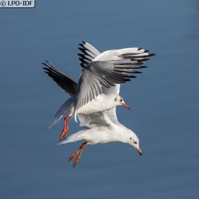 Mouette rieuse