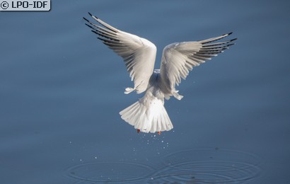 Mouette rieuse