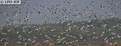 Mouette rieuse