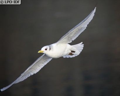 Mouette tridactyle
