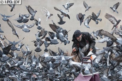 Pigeon biset