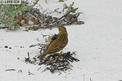 Pipit farlouse