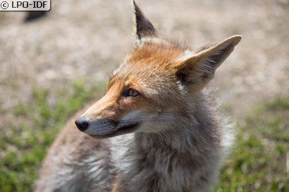 Renard roux