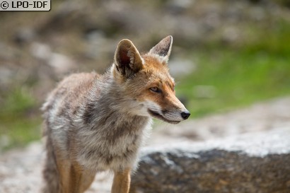 Renard roux