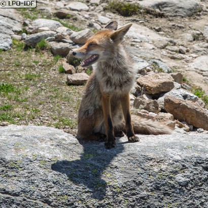 Renard roux