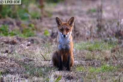 Renard roux